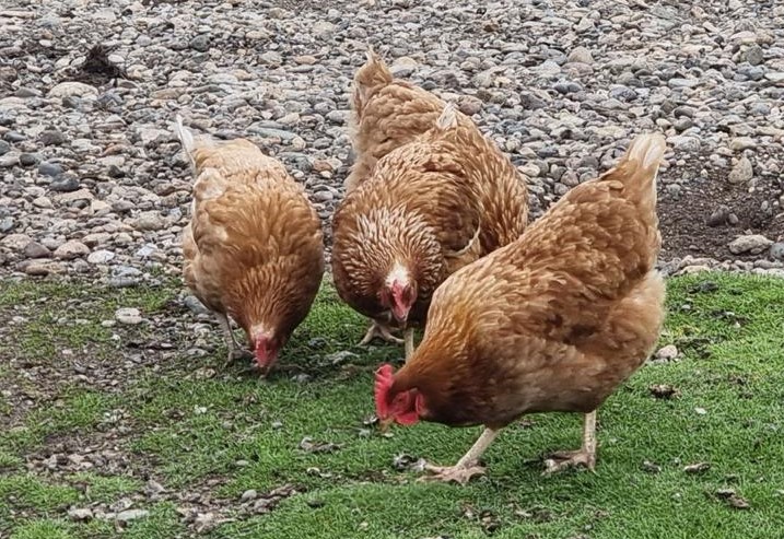 gallinas